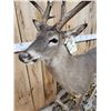 Image 4 : Texas Whitetail Nontypical Full Body Taxidermy Mount