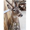 Image 5 : Texas Whitetail Nontypical Full Body Taxidermy Mount