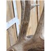 Image 6 : Texas Whitetail Nontypical Full Body Taxidermy Mount