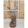 Image 7 : Texas Whitetail Nontypical Full Body Taxidermy Mount