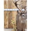 Image 8 : Texas Whitetail Nontypical Full Body Taxidermy Mount