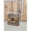 Image 9 : Texas Whitetail Nontypical Full Body Taxidermy Mount