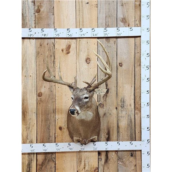 Main Frame 4x5 Whitetail Shoulder Mount Taxidermy
