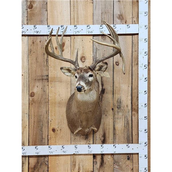 Main Frame 5x5 Whitetail Shoulder Mount Taxidermy