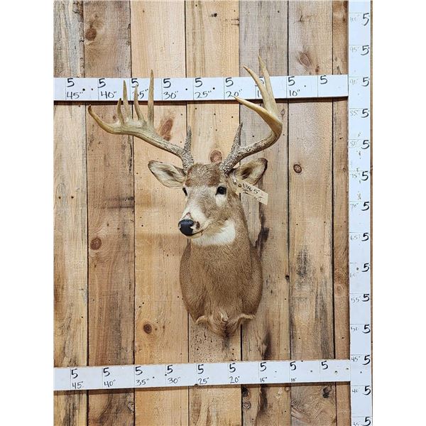 4x5 Whitetail Shoulder Mount Taxidermy