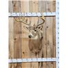 Image 1 : 4x5 Whitetail Shoulder Mount Taxidermy