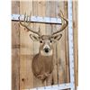 Image 2 : 4x5 Whitetail Shoulder Mount Taxidermy