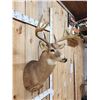 Image 3 : 4x5 Whitetail Shoulder Mount Taxidermy