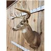 Image 4 : 4x5 Whitetail Shoulder Mount Taxidermy