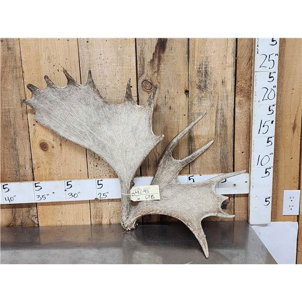 Cool Double Main Beam Moose Shed Antler