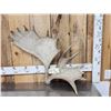 Image 1 : Cool Double Main Beam Moose Shed Antler