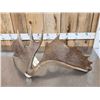 Image 2 : Cool Double Main Beam Moose Shed Antler