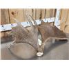 Image 3 : Cool Double Main Beam Moose Shed Antler