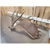 Image 4 : Cool Double Main Beam Moose Shed Antler