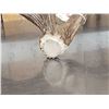 Image 5 : Cool Double Main Beam Moose Shed Antler