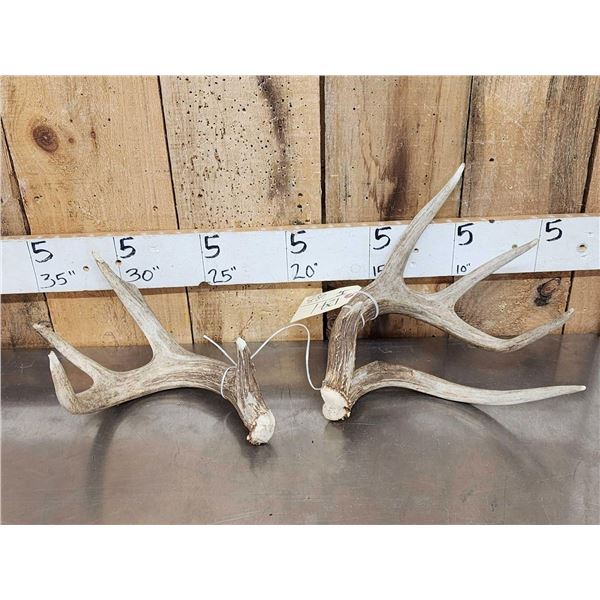 Main Frame 4x4 Wild Iowa Whitetail Shed Antlers
