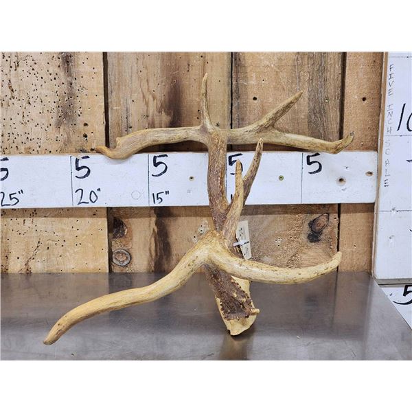 Freak Nontypical Whitetail Antlers On Skull Plate