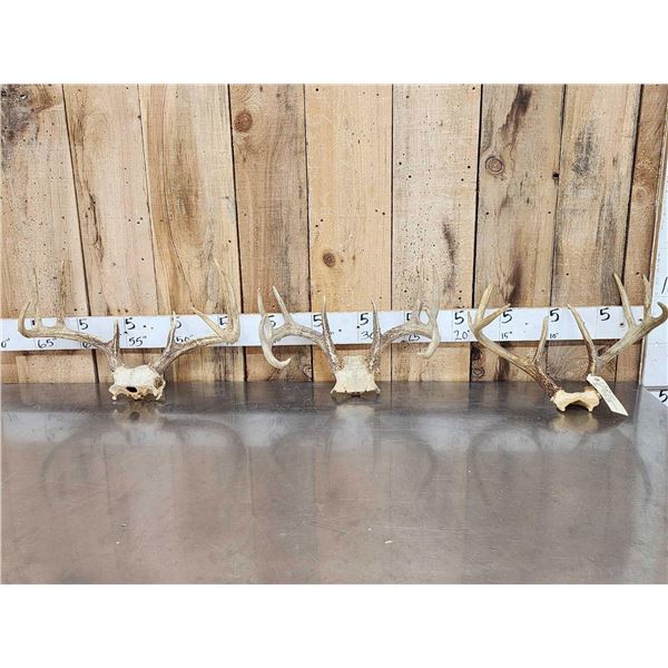 3 Sets Of Whitetail Antlers On Skull Plate