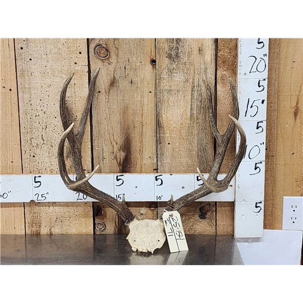 5x5 Mule Deer Antlers On Skull Plate