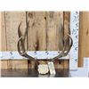 Image 1 : 5x5 Mule Deer Antlers On Skull Plate