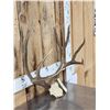 Image 3 : 5x5 Mule Deer Antlers On Skull Plate