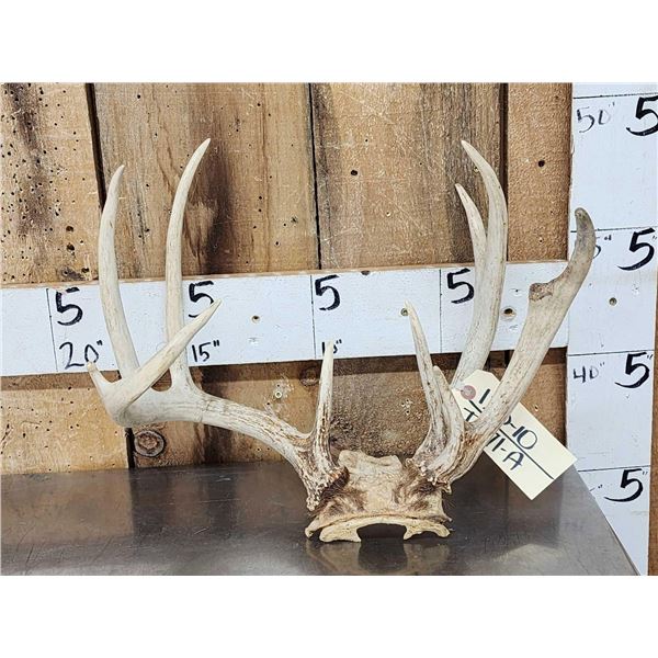 Double Main Beam Whitetail Antlers On Skull Plate