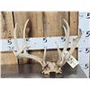 Image 1 : Double Main Beam Whitetail Antlers On Skull Plate
