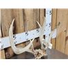 Image 2 : Double Main Beam Whitetail Antlers On Skull Plate