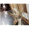 Image 4 : Double Main Beam Whitetail Antlers On Skull Plate