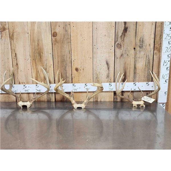 3 Sets Of Whitetail Antlers On Skull Plate