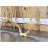 Image 3 : 3 Sets Of Whitetail Antlers On Skull Plate