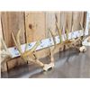 Image 4 : 3 Sets Of Whitetail Antlers On Skull Plate