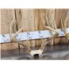Image 5 : 3 Sets Of Whitetail Antlers On Skull Plate