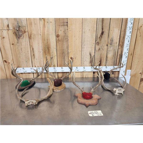 6 Sets Of Mule Deer Antlers