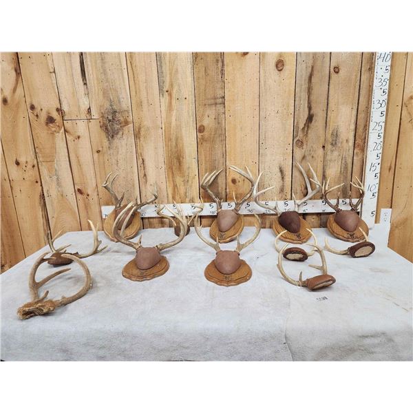 12 Sets Of Whitetail Antlers