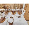 Image 2 : 12 Sets Of Whitetail Antlers