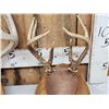 Image 3 : 12 Sets Of Whitetail Antlers