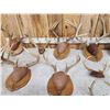 Image 4 : 12 Sets Of Whitetail Antlers