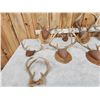 Image 5 : 12 Sets Of Whitetail Antlers