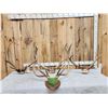 Image 1 : 4 Sets Of Elk Antlers