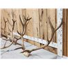 Image 2 : 4 Sets Of Elk Antlers