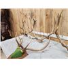 Image 3 : 4 Sets Of Elk Antlers