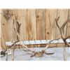 Image 4 : 4 Sets Of Elk Antlers
