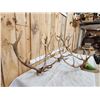 Image 5 : 4 Sets Of Elk Antlers