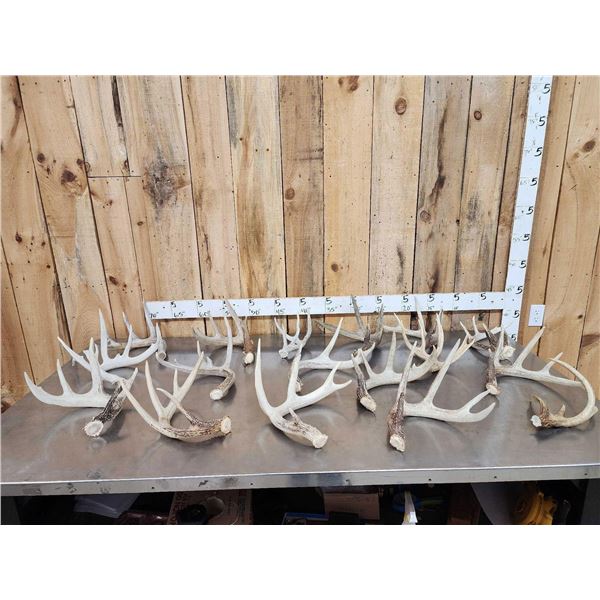 25 Lbs Of Whitetail Antlers