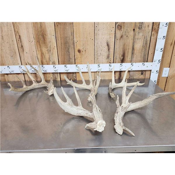14.4 Lbs Of Whitetail Shed Antlers