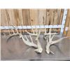 Image 1 : 14.4 Lbs Of Whitetail Shed Antlers