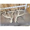 Image 2 : 14.4 Lbs Of Whitetail Shed Antlers