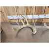 Image 4 : 14.4 Lbs Of Whitetail Shed Antlers