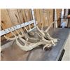 Image 5 : 14.4 Lbs Of Whitetail Shed Antlers